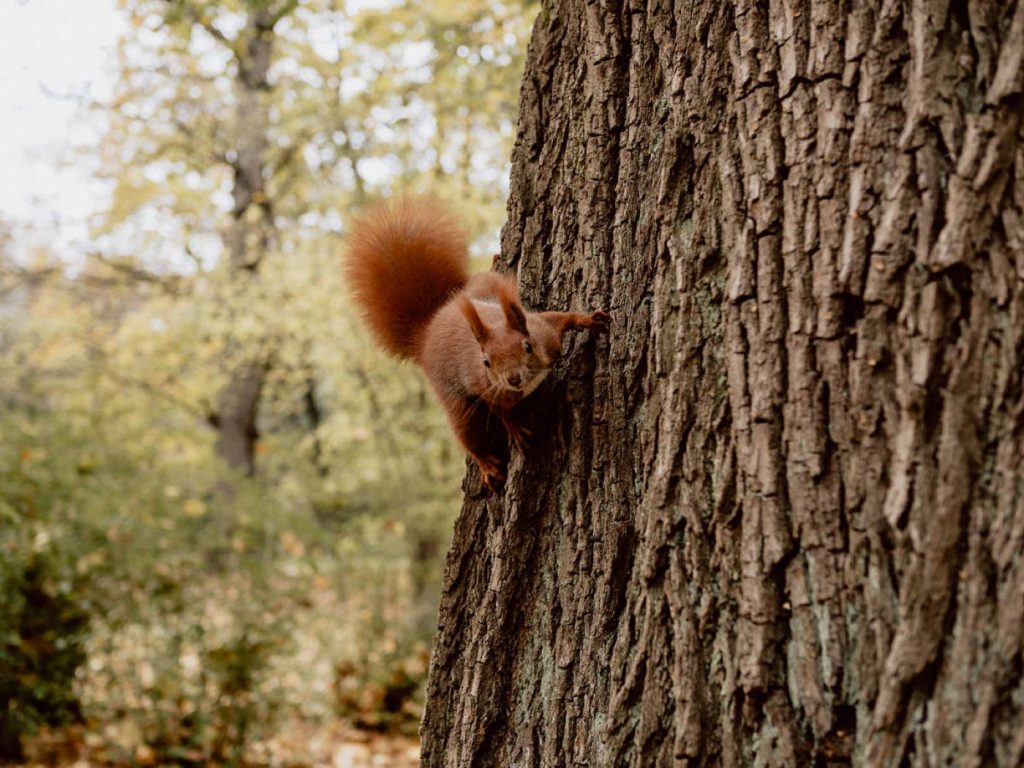 A red squirrel on a tree looks into the lens