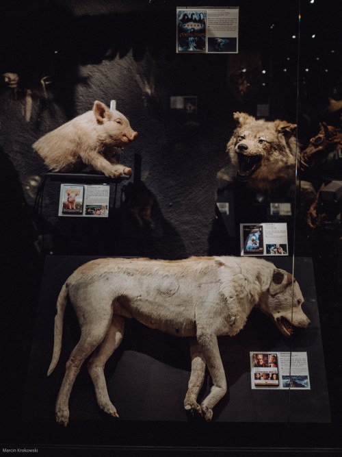 Figure of a dead dog in a wax museum